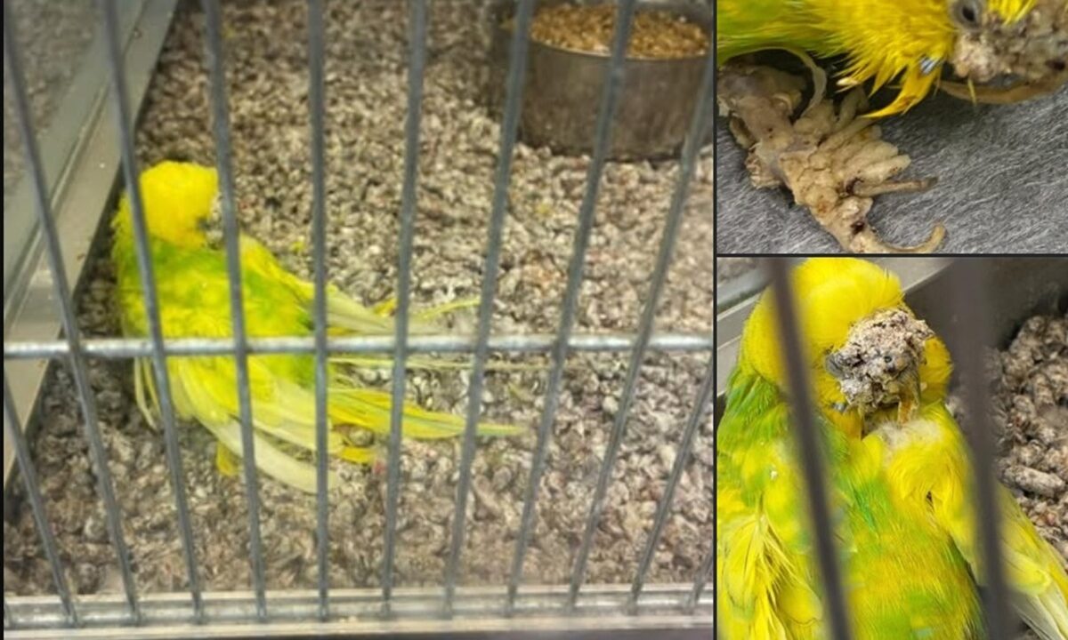 papagal chinuit in cusca