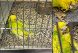 papagal chinuit in cusca