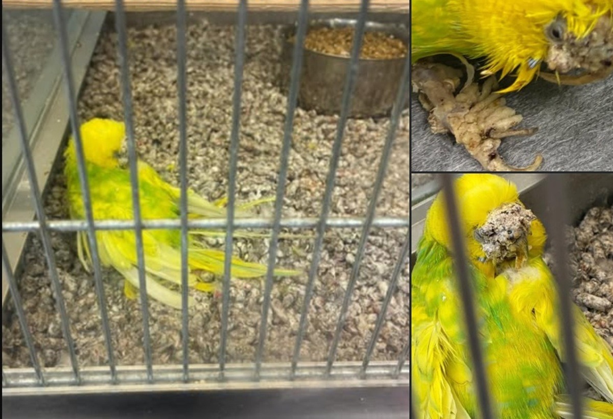 papagal chinuit in cusca