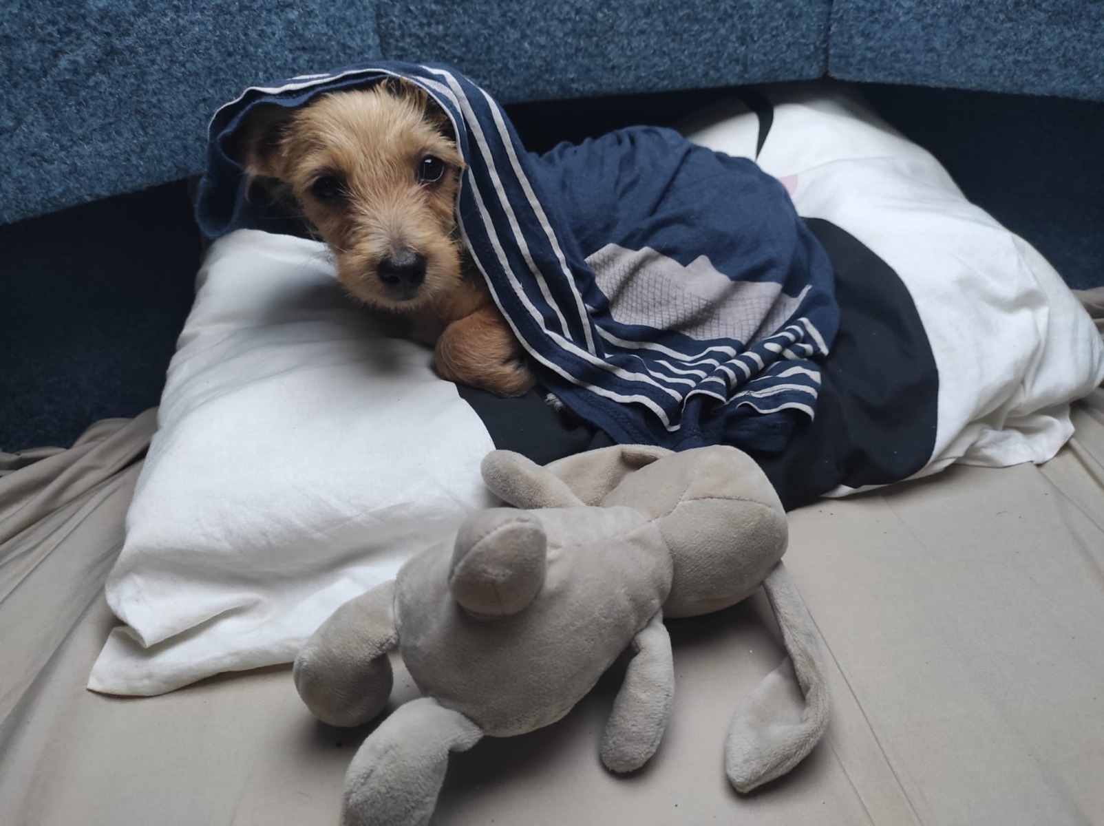 pika-catel-aspa-jucarie