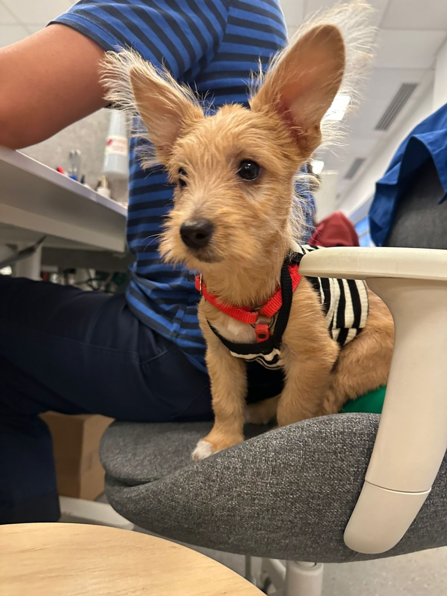 pike-catel-aspa-atent