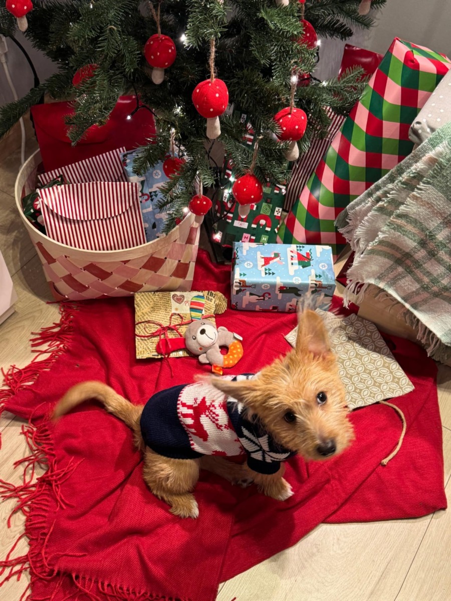 pike-catel-aspa-craciun