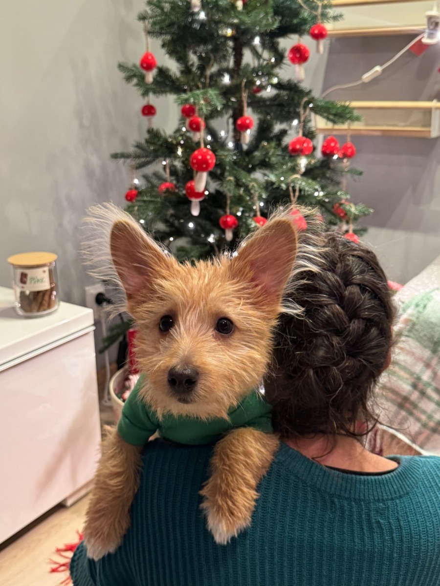 pike-catel-aspa-craciun3