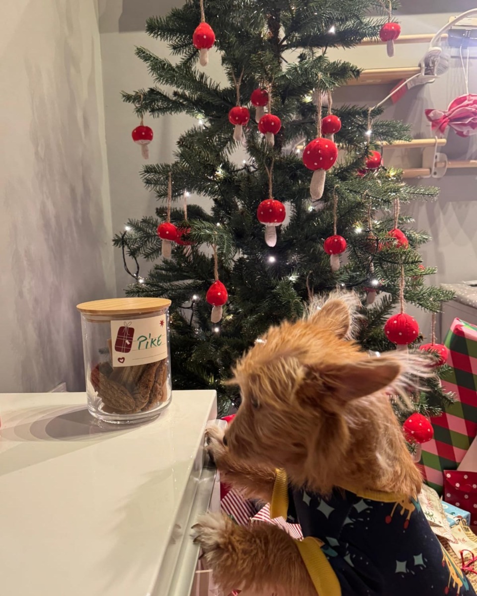 pike-catel-aspa-craciun4