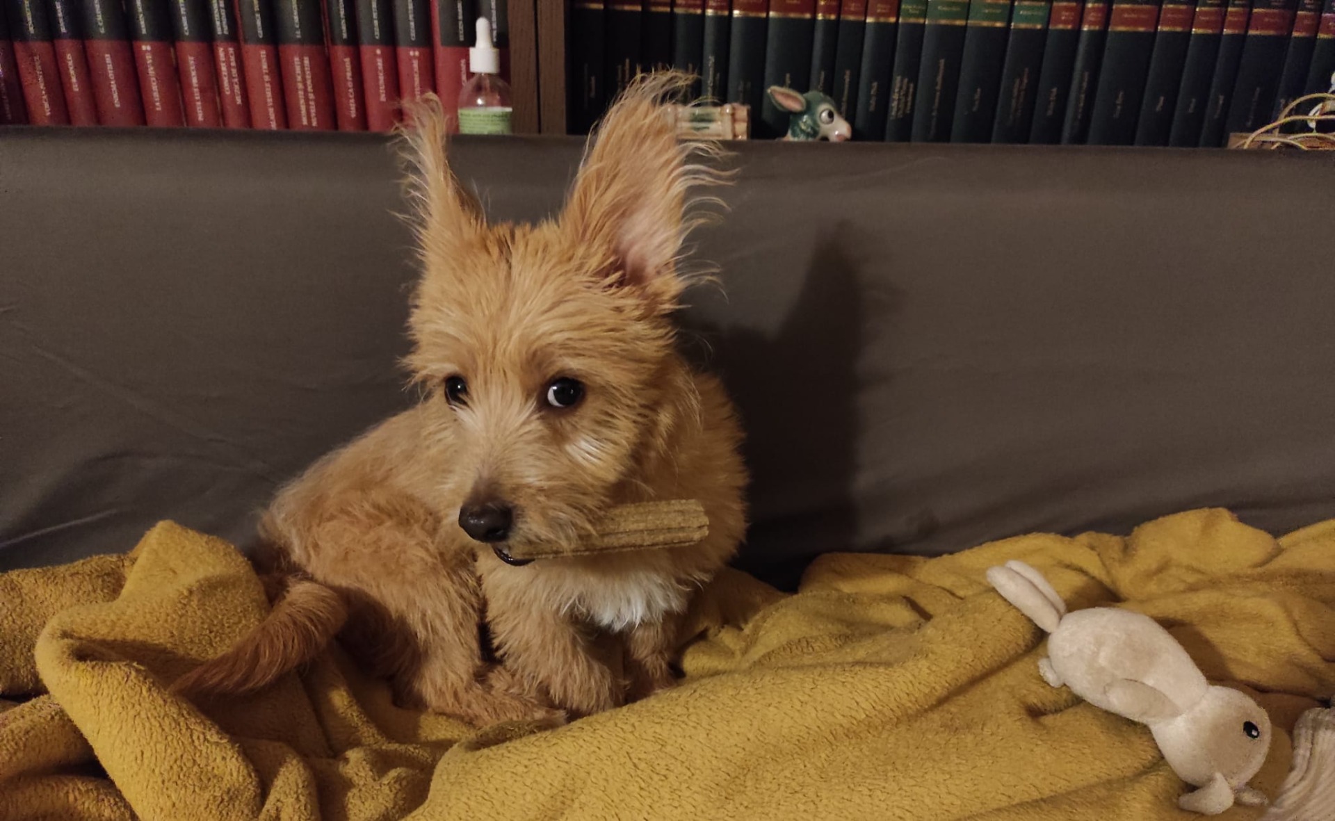 pike-catel-aspa-recompensa