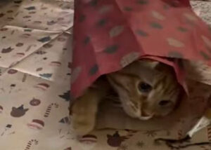 O pisicuță este împachetată în hârtie pentru cadouri