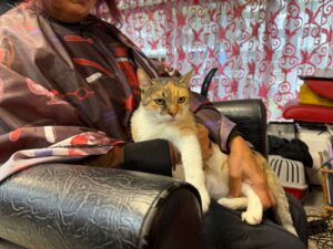 O pisică este ținută în brațe de stăpâna ei, la coafor