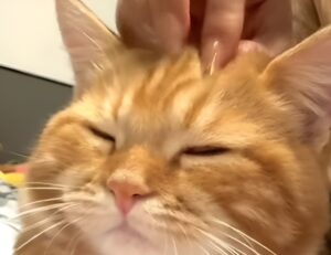 O pisică portocalie mângâiată pe cap
