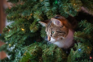 Pisică în bradul de Cărciun