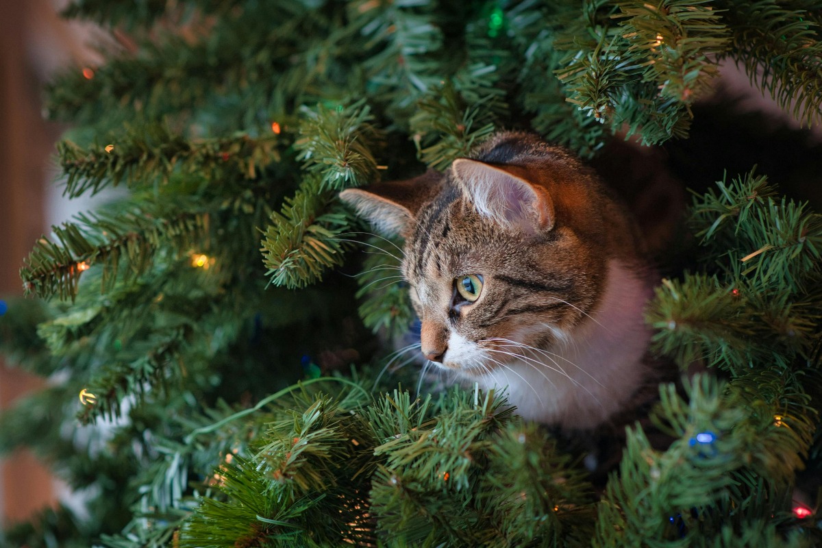 Pisică în bradul de Cărciun