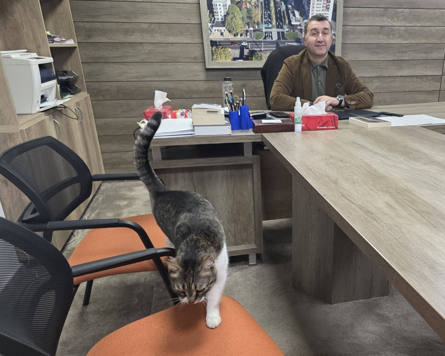 pisica-jessy-paul-moldovan-primar-interimar