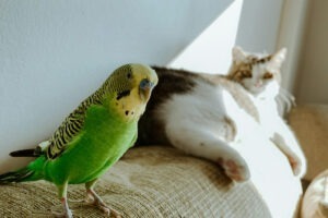 O pisică și un papagal stând la o distanță mică unul față de celălalt