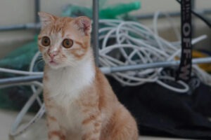 O pisică portocalie în fața unor cabluri