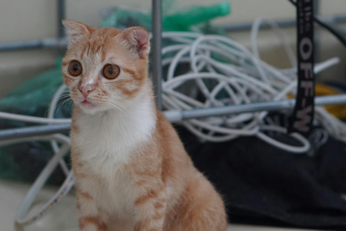 O pisică portocalie în fața unor cabluri