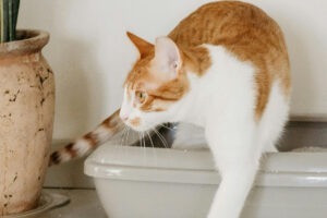 Pisică ieșind din litieră