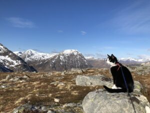 Pisică tuxedo, în lesă, pe munte
