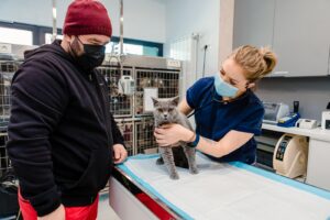 Un medic veterinar consultă o pisică adusă la cabinet de stăpânul ei
