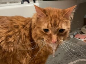 pisica are spuma la gura