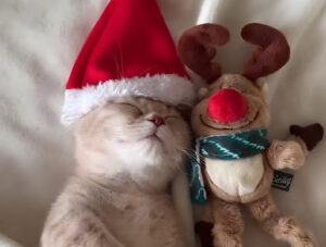 O pisicuță doarme alături de un ren de jucărie