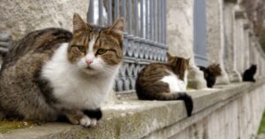 casute pentru pisici