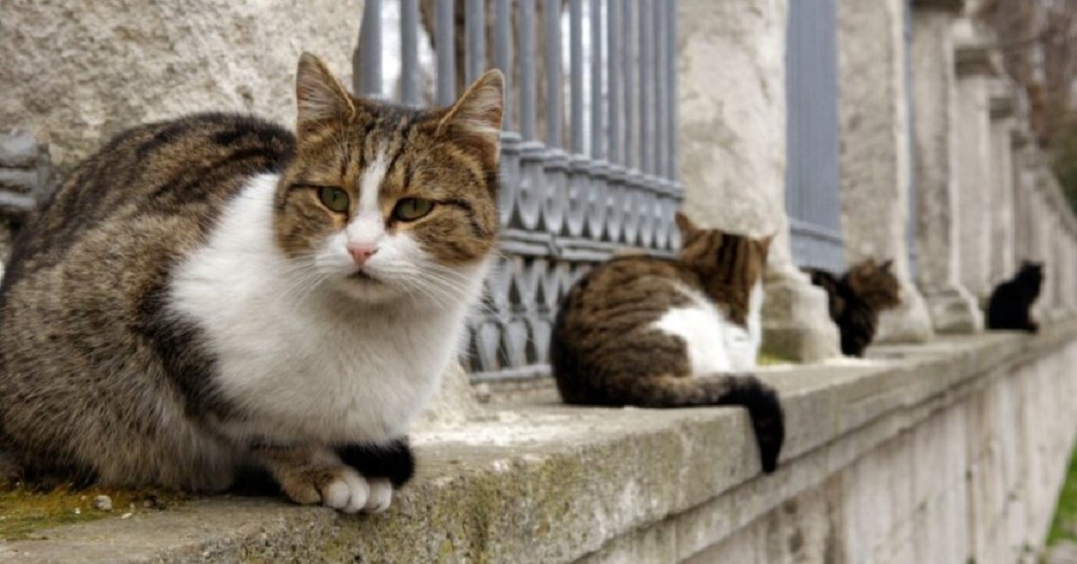 casute pentru pisici