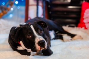 cainele Stefan a fost adoptat