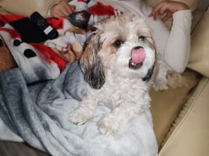 Câine cu limba scoasă