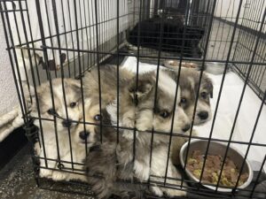 Pui de câine abandonați