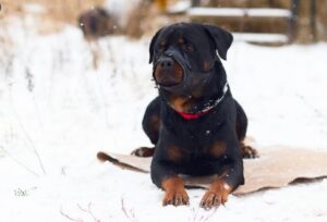 caine periculos cu botnita