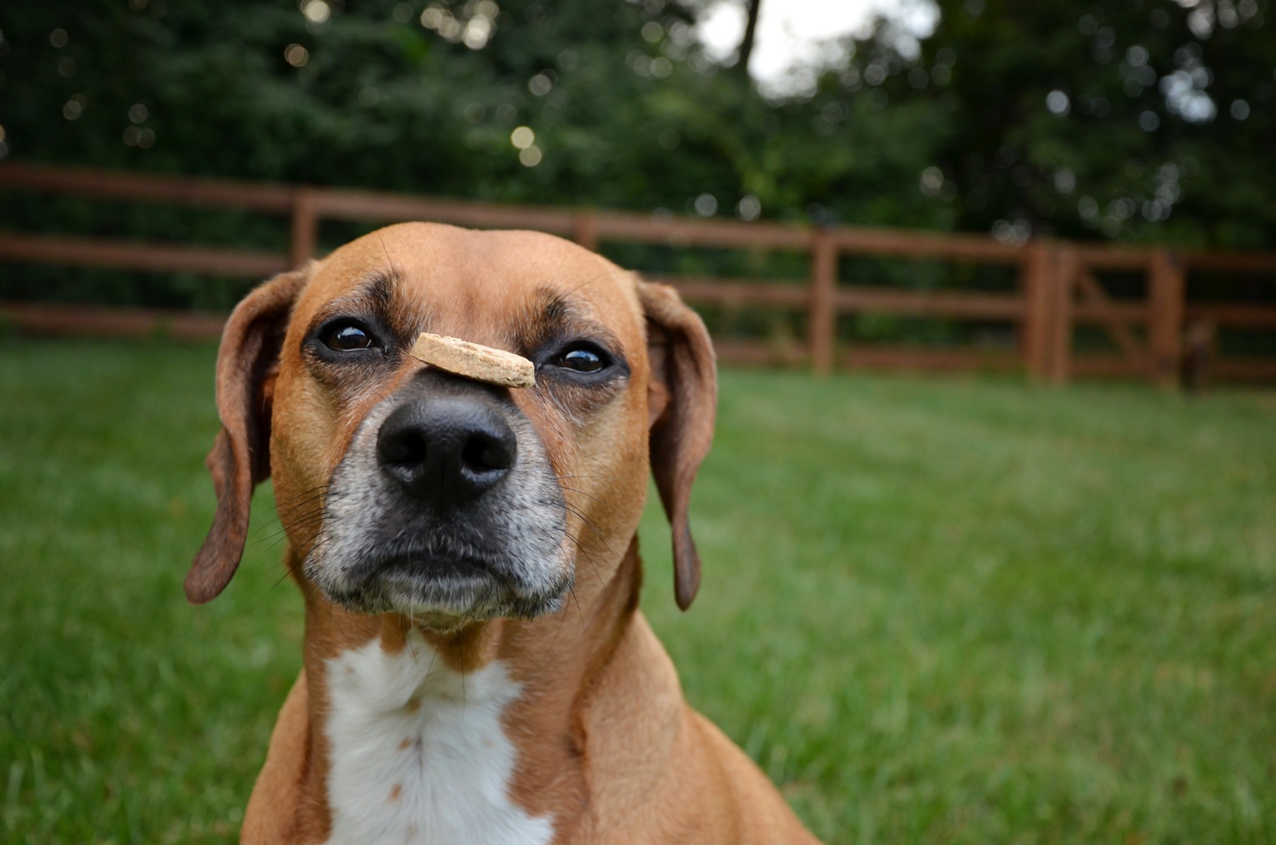 Un câine ține o recompensă pe nas