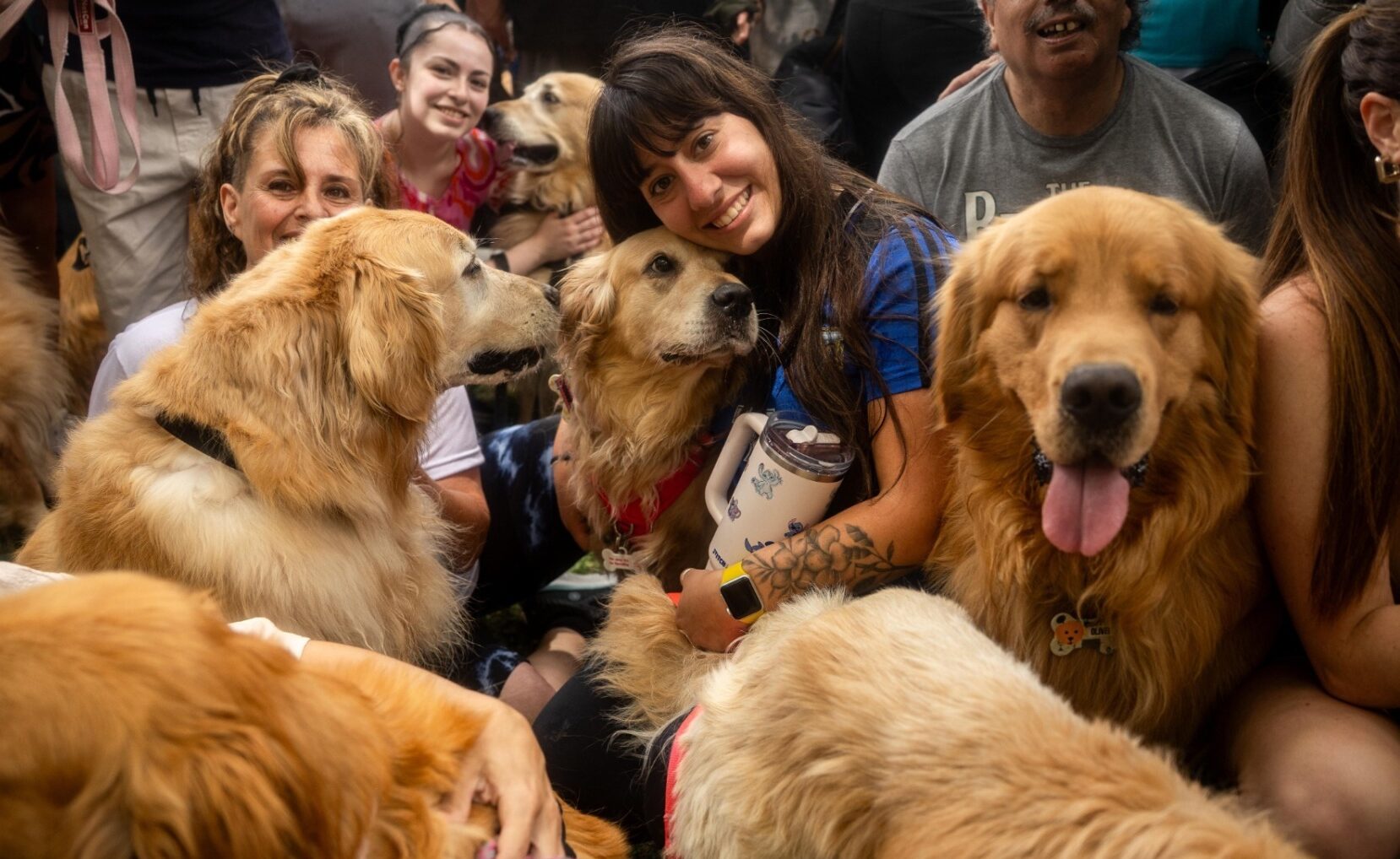 Câini Golden Retriever