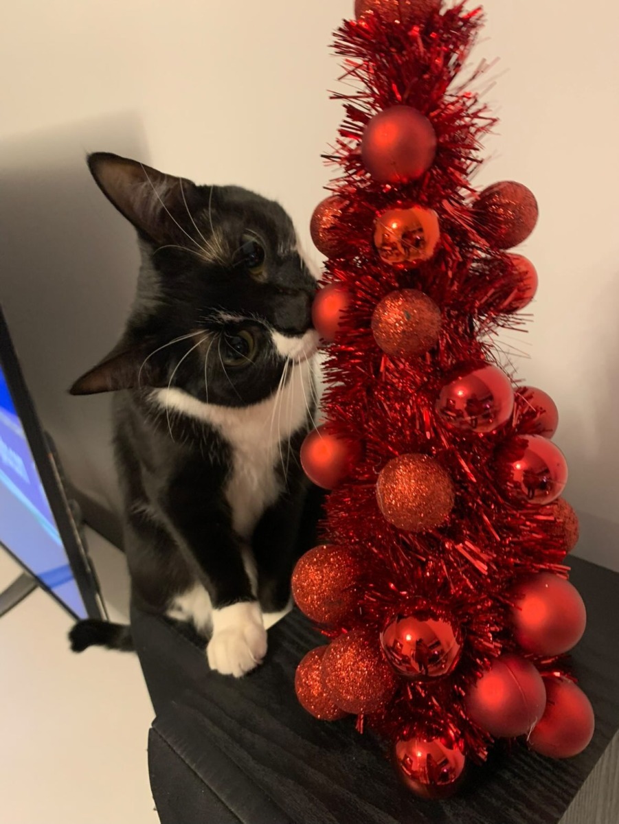 rocky-tuxedo-craciun--