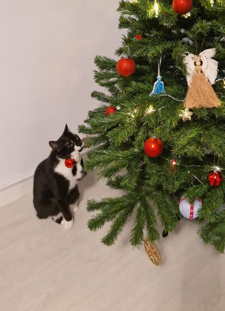 rocky-tuxedo-craciun-