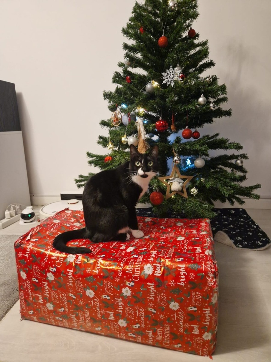 rocky-tuxedo-craciun