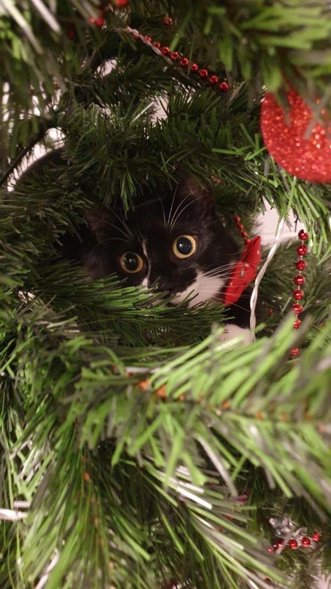 rocky-tuxedo-craciunf