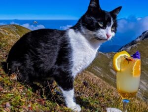 Rodica, pisica de la Stația Meteo Vârful Omu