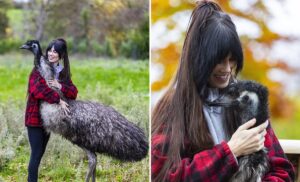 stapana si pasarea emu