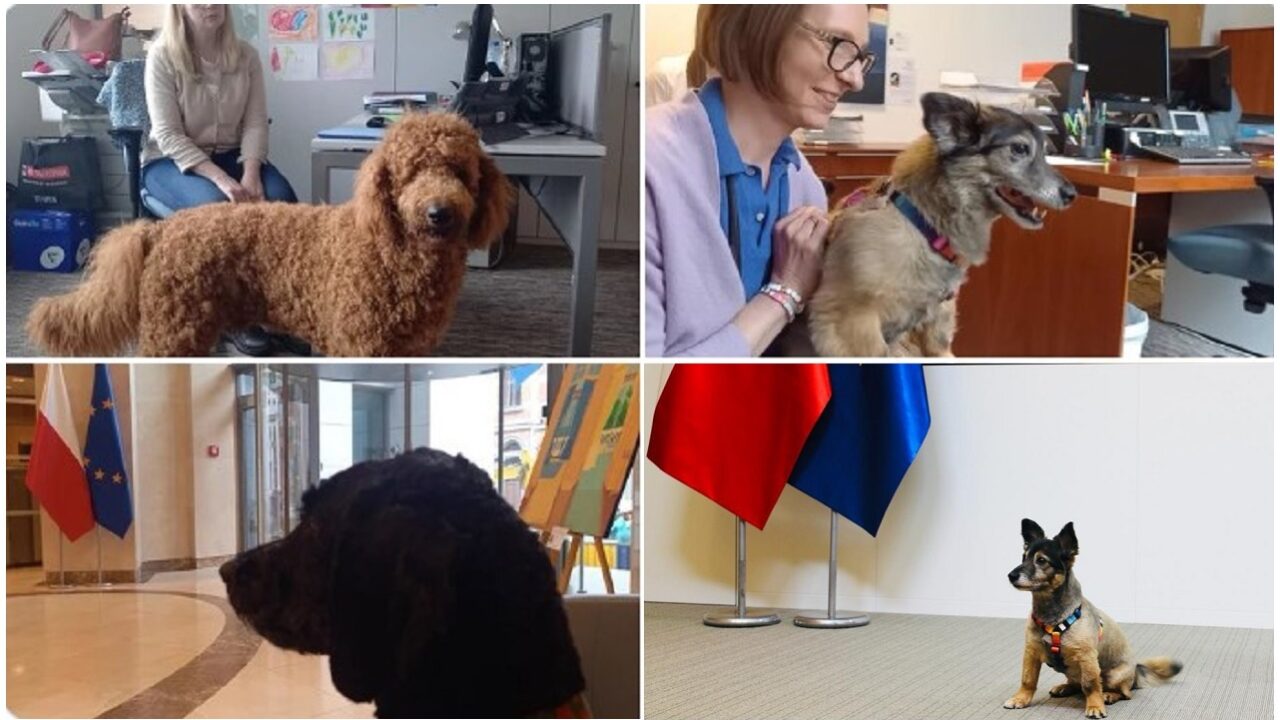 animale de companie in ambasada