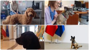 animale de companie in ambasada