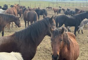 situatie-critica-la-cel-mai-mare-adapost-de-cai-din-dolj