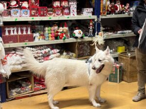 CÂine alb într-un magazin din Dragonul Roșu
