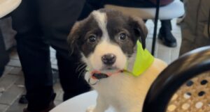 Cățel la un eveniment de adopții