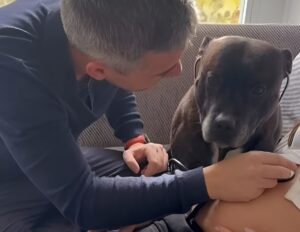 Un câine ascultă bătăile inimii unui bebeluș prin stetoscopul amplasat de stăpân pe abdomenul soției