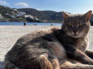 Pisică pe o plajă din Grecia