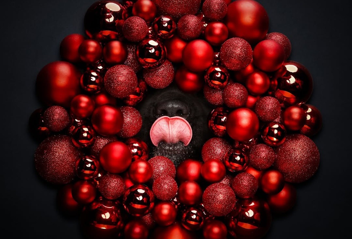 Un câine cu limba scoasă stă în spatele unui aranjament de Crăciun