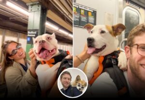 caini plimbati in rucsac