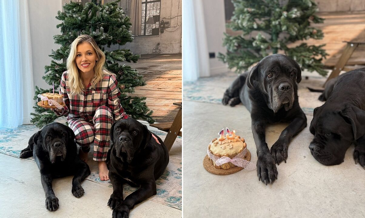 catelusa Andreei Ibacka