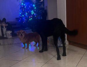 Doi câini lângă un brad de Crăciun