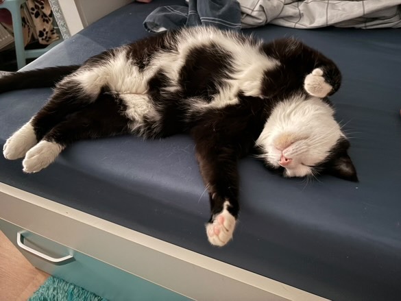 motanul tommy dormind