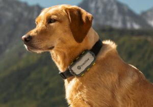 Câine cu dispozitiv Tractive la gât